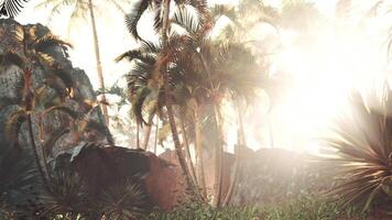 palm trees in backlit and fog photo
