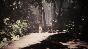 old wooden trail twists through a jungle illuminated by sunshine photo