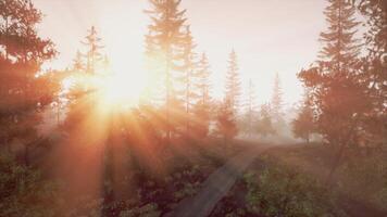 The sun glare pass through the fog and tree branches photo