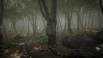 magic dark autumn forest scenery with rays of warm light photo