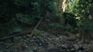 A serene stream flowing through a vibrant Australian rainforest. mountain path photo