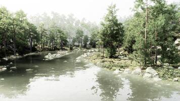 River Flowing Through Lush Green Forest photo