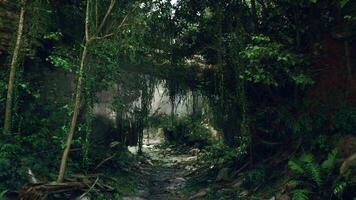 Dirt Path Through Dense Forest. mountain path photo