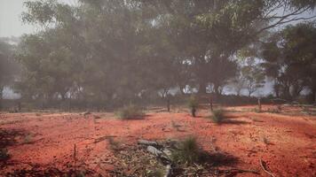 Dirt Field With Eucalyptus Grove photo