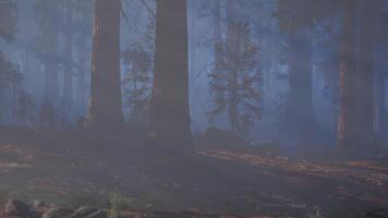 Towering Trees in Lush Forest photo