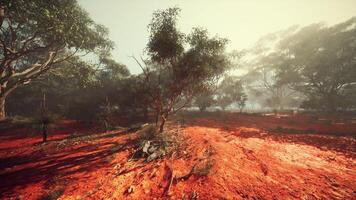 Sunny Dirt Road Surrounded by Trees photo