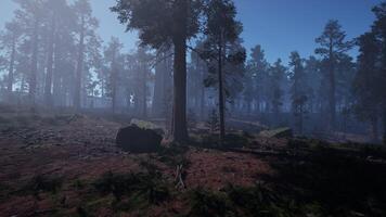 Dense Fog Enveloping Forest of Tall Trees photo