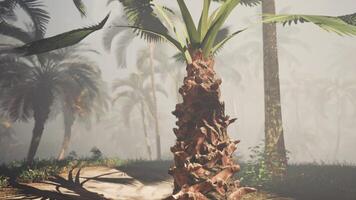A palm tree in the middle of a forest photo