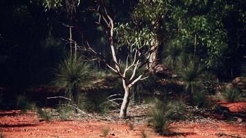 A lone tree standing in a barren field photo