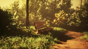 A park bench sitting under different types of trees and bushes around the bench photo