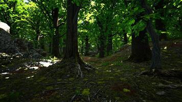 A dense forest with abundant foliage and towering trees photo