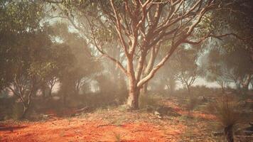 A solitary tree standing in a barren field photo