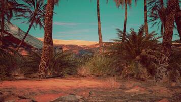 A cluster of palm trees standing tall amidst a vast desert landscape photo