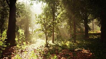 Sunlight Filtering Through Trees in Forest photo