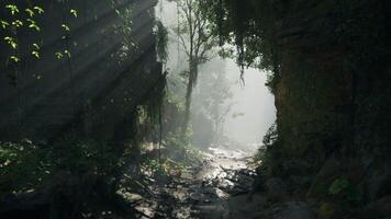 A serene stream flowing through a vibrant green forest. mountain path photo