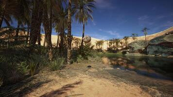 Palm Tree with Falling Coconuts onto the Sand photo