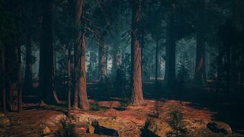 Sequoia Forest Painting With Trees and Rocks. dark forest photo