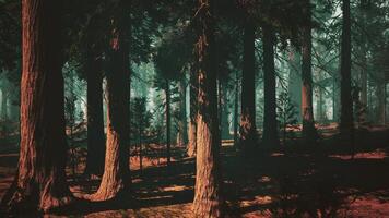 Sequoia Forest, Dense Canopy of Towering Trees. dark forest photo