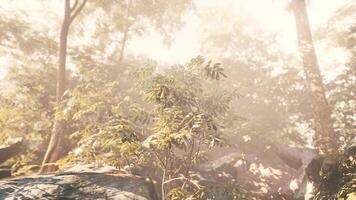 Dense Forest Filled With Trees and Rocks photo