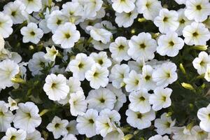 Light petunia flowers. There are many colors of Petunia nyctaginiflora. photo