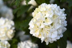 Viburnum vulgaris buldenezh. Hydrangea. White flowers on a green bush. photo
