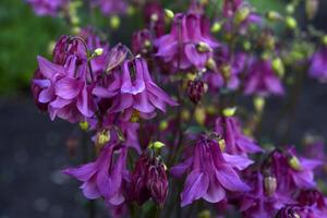 Colorful aquilegia flowers in the summer garden. Beautiful flowers of the catchment area. Ranunculaceae. photo