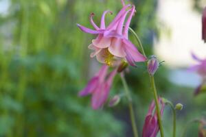 Colorful aquilegia flowers in the summer garden. Beautiful flowers of the catchment area. Ranunculaceae. photo