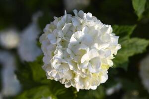 Viburnum vulgaris buldenezh. Hydrangea. White flowers on a green bush. photo