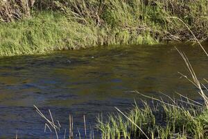 The blue water of the spring river. Banks with green grass. photo