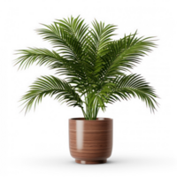 3d rendering of a palm tree in a pot on a transparent background png
