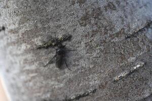 Bibio marci. A black fly on the bark of a rowan tree. photo