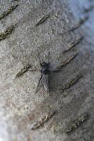 Bibio marci. A black fly on the bark of a rowan tree. photo