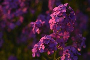 Hesperis matronalis. Purple flowers of the night violet in the rays of the sun. photo