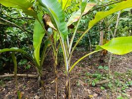 Photo of a banana tree in the middle of the forest. Perfect for magazines and newspapers