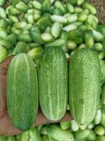 a person is holding three fresh cucumbers in his hand with a blurred background of cucumbers photo