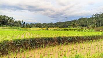 The natural view of rice fields is suitable for natural backgrounds photo