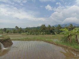 The natural view of rice fields is suitable for a natural background photo