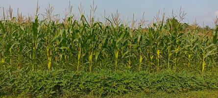 Population of corn plants planted in fields in Magelang, Central Java photo