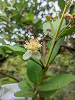 Blurred and out of focus photo of white guava flowers that have bloomed and dried