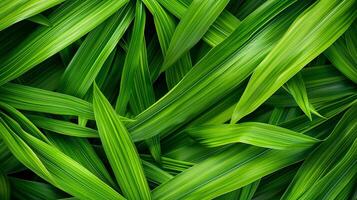 Green and colored tropical leaves on bright colorful background photo