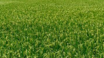 Landscape of paddy rice field at the sunny day. Green rice field at windy day photo