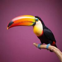 Toucan with plain background photo