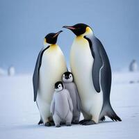 penguins plain background photo