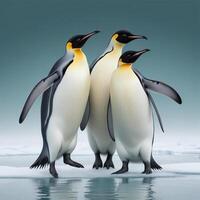 penguins plain background photo