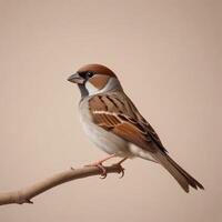 Sparrow plain background photo