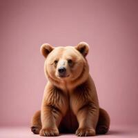 Bear with white background photo