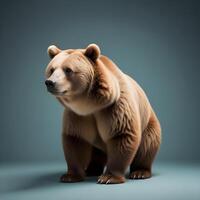 Bear with white background photo