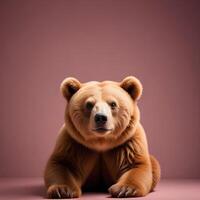 Bear with white background photo
