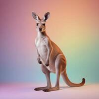 a kangaroo standing on its hind legs in front of a gray background photo