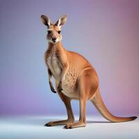 a kangaroo standing on its hind legs in front of a gray background photo